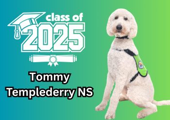 Tommy Therapy Dog Graduation – May ’25